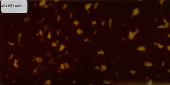 JCYP31048