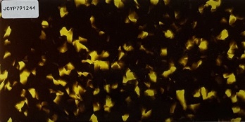 JCYP791244